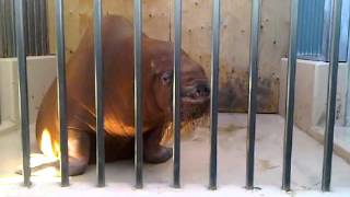 Zeus a walrus at Marineland of Canada [upl. by Etnad]