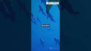 Incredible Facts About Sharks [upl. by Lian]