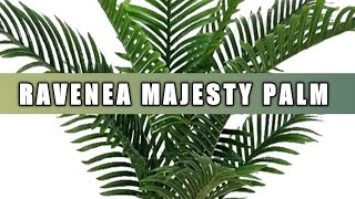 How to grow and care of ravenea palm  Care of majesty palm plant  Ravenea Rivularis palm tree [upl. by Nerot240]