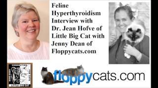 Feline Hyperthyroidism Interview with Dr Jean Hofve DVM of Little Big Cat  ねこ  ラグドール  Floppycats [upl. by Atrebor]