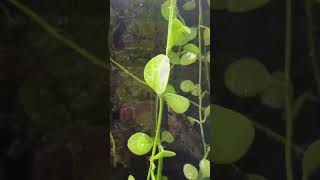 Dischidia Bengalensis Plant plants garden nature plantslover short youtube shortsfeed yt [upl. by Grimaud]