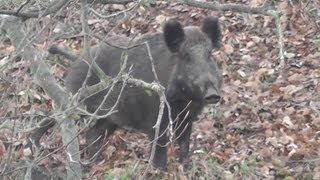 Running hares and a very angry wild boar Sus scrofa [upl. by Okire]