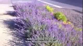 Nepeta hybrid  Catmint [upl. by Lougheed]