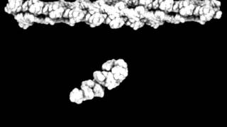 Movement of Actinassociated MyosinII CrossBridge during Muscle Contraction [upl. by Assylla]