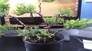 Juniper  Old Gold  Bonsai [upl. by Dnaltroc]