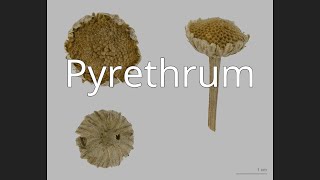 Pyrethrum [upl. by Atnuahsal]