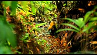 Amazonia 2013  Trailer [upl. by Einahpetse]