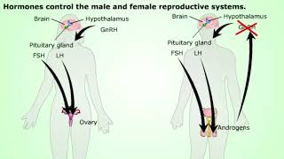 Summary of Animal Reproduction [upl. by Haag345]