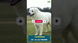 Kuvasz  Ultimate Guide to the Majestic Dog [upl. by Gnel431]