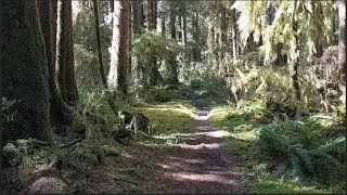 Bogachiel River Trail Hiking [upl. by Behn]