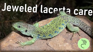 Jeweled Lacerta  Timon lepidus  Care Guide [upl. by Aleibarg]