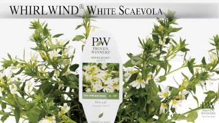 Proven Winners® Gardener Channel Proven Winners® Whirlwind® White Scaevola [upl. by Ecinej952]