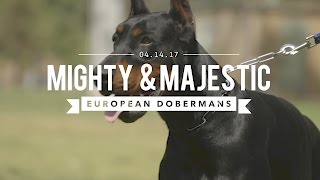 THE EUROPEAN DOBERMAN PINSCHER MIGHTY amp MAJESTIC [upl. by Sublett]