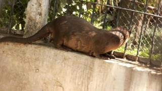 otter videos funny  udbilao animal [upl. by Kelton29]