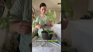 My monstera adasonii needs help plants houseplant plantcare shorts plantlover [upl. by Lenhart]