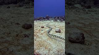 Oscillate SNAKE EEL Hunting sealife adventuretravel marinelife oceanlife scuba sea [upl. by Regor471]