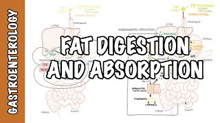 Fat lipid digestion and absorption physiology [upl. by Ginsburg]