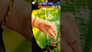 ପ୍ରଥମ ସୋମବାର food kalia odia vlog viralvideo subscribe [upl. by Earb451]