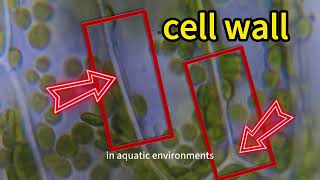 Elodea canadensis‘ chloroplasts and prudence oxygen science microscopicmicroscopy microorganisms [upl. by Nyraa]