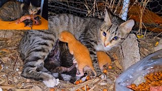 From Day 1 to Day 30 The Story of the rescued stray mother cat and her newborn kittens [upl. by Peatroy674]