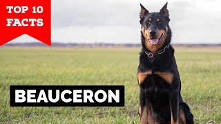 Beauceron  Top 10 Facts [upl. by Carpet882]