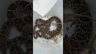 Rattlesnake in the Yard Snake Bite Scare [upl. by Nerrak]