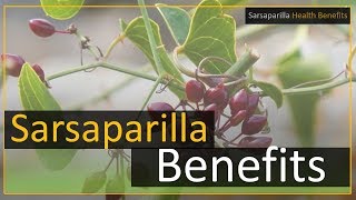 Sarsaparilla health benefits [upl. by Atinat]