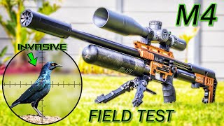 FX IMPACT M4 FIELD TEST  26gr Slugs  Pigeon amp Starling Airgun Pest Control  Real World Review [upl. by Penn]