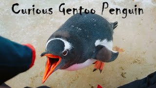 Curious Gentoo Penguin [upl. by Etaner230]