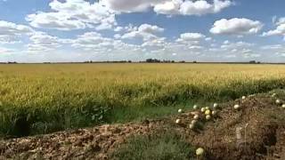 Riverina farmers begin flood recovery [upl. by Merwyn]