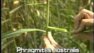 How to identify common reed Phragmites australis [upl. by Yllier]