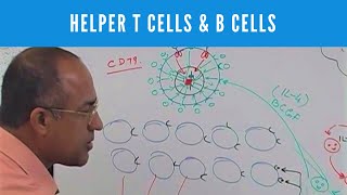 Helper T cells  CD4 and B cells  Lymphocytes  Immunology [upl. by Naujet194]