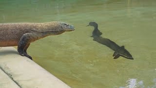 This Komodo Dragon Will Eat Wrong Prey [upl. by Fernandez]