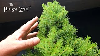 Setting Up a Bonsai Bench and Pruning My Alberta Spruce The Bonsai Zone June 2023 [upl. by Merat]