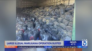 Over 100 million worth of marijuana found in San Bernardino County drug bust [upl. by Eemak]