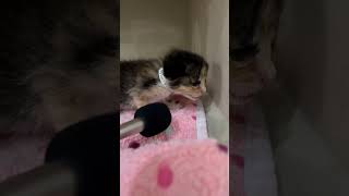 Tiny Mic at the ASPCA Kitten Nursery [upl. by Buke]