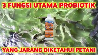 3 Fungsi utama PROBIOTIK yang jarang diketahui [upl. by Aret]