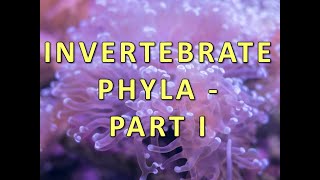 Invertebrate Phyla  Part I [upl. by Alyosha]