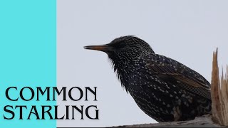 Common Starling [upl. by Mcafee]