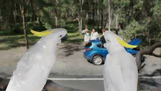 You with RACQ Roadside Assistance  Cockatoos [upl. by Afton]