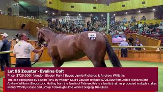 Day One Highlights  NZB National Yearling Yearling Sale [upl. by Bat]