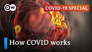 How does coronavirus attack your body  COVID19 Special [upl. by Aja170]