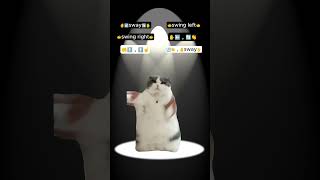 WOP  J Dash TikTok Dance Tutorial cat funny catmemes [upl. by Otes]