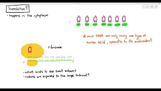 67 Protein Synthesis Translation Cambridge AS amp A Level Biology 9700 [upl. by Wenger270]