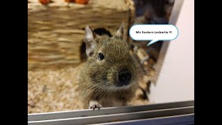 Die Degus sind zu laut  Was kann ich tun [upl. by Freda819]