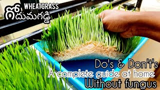 How to grow wheatgrass at home without soil  Wheat grass grow in telugu  Godhuma gaddi pempakam [upl. by Frederiksen76]