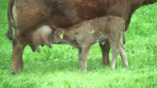 Kalb trinkt Milch bei Ihrer Mutter [upl. by Mcnully]