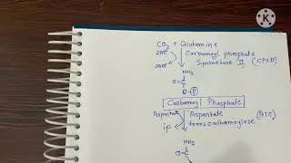 pyrimidine synthesis।। पिरिमिडिन का निर्माण।। Nitrogenous base formation [upl. by Junia]