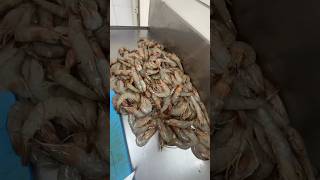 shrimp Fish fislove fiscutting fish fishing seafoodlove subscribemychannel [upl. by Llehsyt]