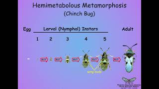 053 Metamorphosis [upl. by Beaumont290]